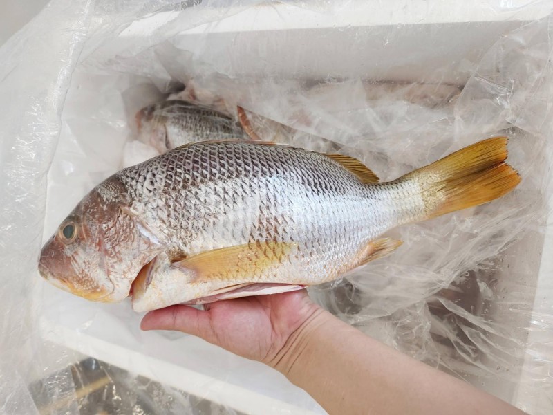 沙巴野生红皂鱼 So Seafood 海鲜小霸王