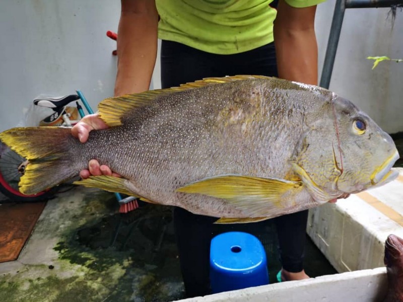 沙巴海底鸡 So Seafood 海鲜小霸王